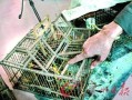 抓鸟怎么装监控（抓鸟怎么装监控）