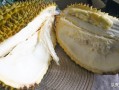榴莲怎么杀视频教程大全（买回来的榴莲只有三房肉可以退吗）