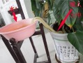 怎么能无人浇花（家里没人浇花怎么办）
