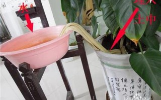 怎么能无人浇花（家里没人浇花怎么办）