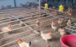 农村家养的鸡不爱下蛋怎么办，鸡房湿度太大怎么降温