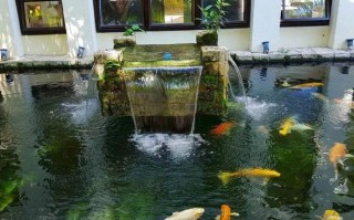 鱼池怎么装对射（庭院鱼池多深为好）
