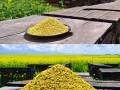 2020手机迅雷怎么用（昌优8号水稻种植技术）