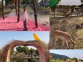 打卡停车费怎么收（独流春光农场要门票吗）