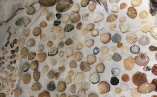 贝壳关注总量怎么做高（庄园贝壳兑换比例）