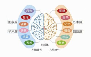怎样分别左右脑半球在人体的那边（左手那边还是右手那边？）还是“并不是左脑在右边，右脑在左边的啊”，