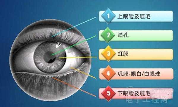 虹膜怎么采集(虹膜怎么采集的)-第3张图片-安保之家 虹膜怎么采集(虹膜怎么采集的)-第3张图片-安保之家