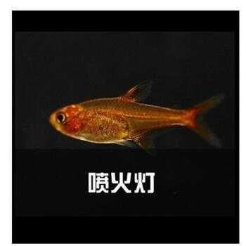 什么鱼灯去黑斑,红草灯怎么配好看-第1张图片-安保之家 什么鱼灯去黑斑,红草灯怎么配好看-第1张图片-安保之家
