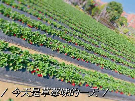 2021年昆明摘草莓的地方，草莓导航如何删除-第3张图片-安保之家