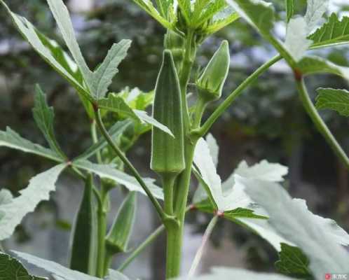 怎么删除秋葵视频(千年古玉变秋葵收藏价值高吗)-第1张图片-安保之家 怎么删除秋葵视频(千年古玉变秋葵收藏价值高吗)-第1张图片-安保之家