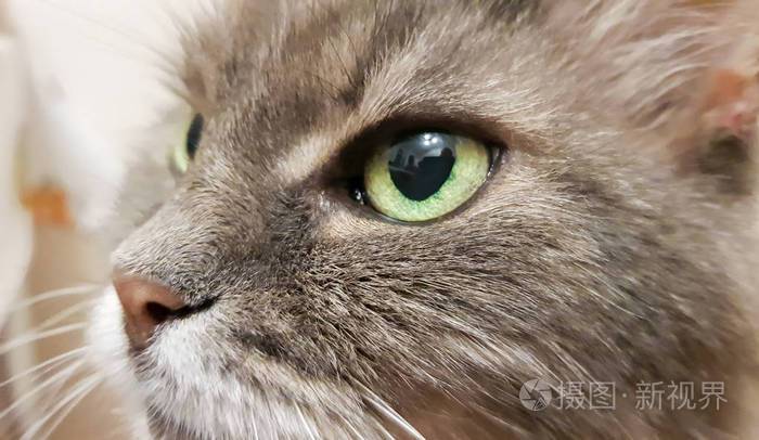 猫眼镜头怎么拍-第1张图片-安保之家 猫眼镜头怎么拍-第1张图片-安保之家