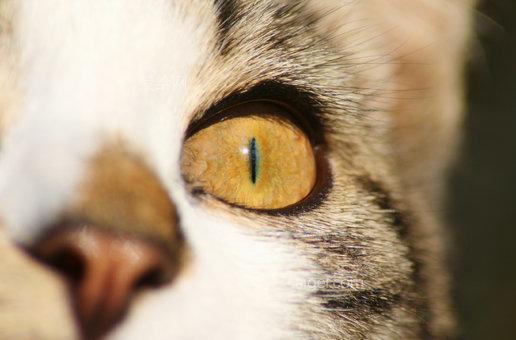猫眼镜头怎么拍-第3张图片-安保之家 猫眼镜头怎么拍-第3张图片-安保之家
