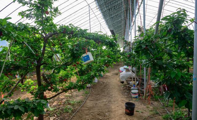 苹果樱桃视频怎么卸载(苗圃的《樱桃》你看过没有?觉得怎么样)-第3张图片-安保之家 苹果樱桃视频怎么卸载(苗圃的《樱桃》你看过没有?觉得怎么样)-第3张图片-安保之家