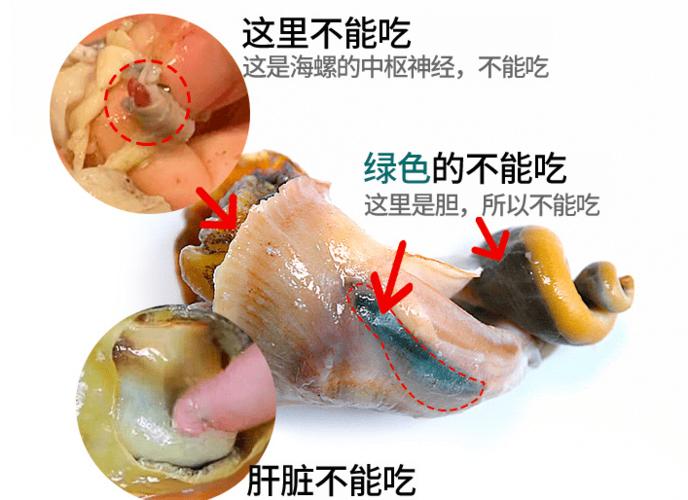 海螺的头部怎么处理(海螺的头部怎么处理干净)-第3张图片-安保之家 海螺的头部怎么处理(海螺的头部怎么处理干净)-第3张图片-安保之家