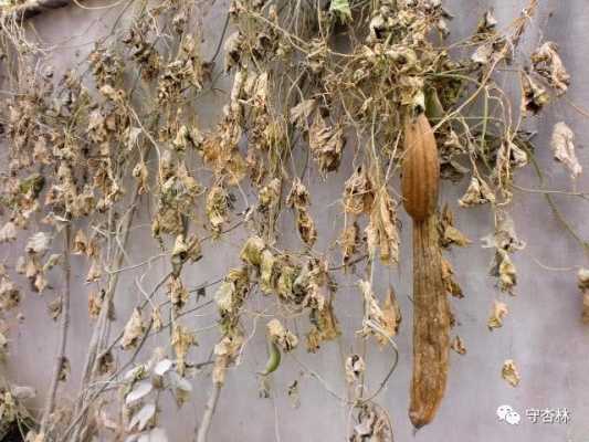 丝瓜藤的修剪方法,怎么剪丝瓜视频教程下载-第2张图片-安保之家 丝瓜藤的修剪方法,怎么剪丝瓜视频教程下载-第2张图片-安保之家