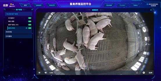 养殖场监控怎么选（养殖场监控哪种好）-第2张图片-安保之家