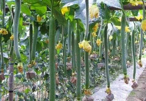 怎么能搜到丝瓜视频(冬瓜视频是头条旗下的吗)-第3张图片-安保之家 怎么能搜到丝瓜视频(冬瓜视频是头条旗下的吗)-第3张图片-安保之家