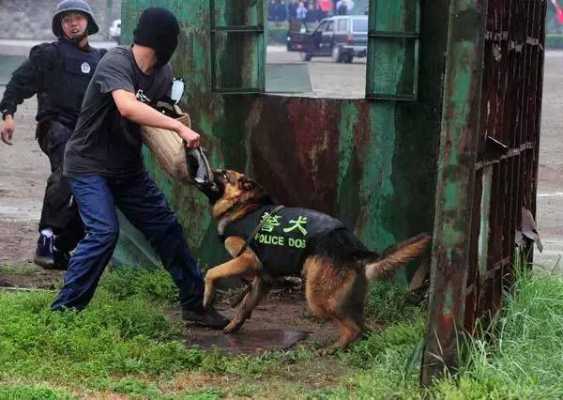 警用催泪瓦斯怎么解除(踢警犬犯法吗)-第3张图片-安保之家 警用催泪瓦斯怎么解除(踢警犬犯法吗)-第3张图片-安保之家