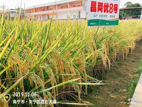 2020手机迅雷怎么用(昌优8号水稻种植技术)-第3张图片-安保之家 2020手机迅雷怎么用(昌优8号水稻种植技术)-第3张图片-安保之家