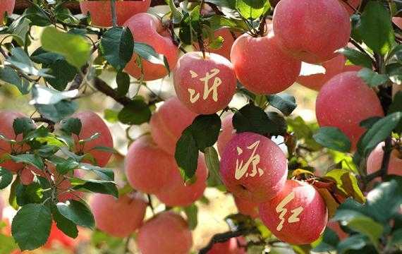 浙江红苹果电子怎么样(红苹果这个故事告诉我们什么道理)-第1张图片-安保之家 浙江红苹果电子怎么样(红苹果这个故事告诉我们什么道理)-第1张图片-安保之家