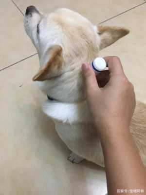 家用防盗电子狗怎么使用(人不在家,狗狗就在屋里尿尿,怎么办)-第3张图片-安保之家 家用防盗电子狗怎么使用(人不在家,狗狗就在屋里尿尿,怎么办)-第3张图片-安保之家